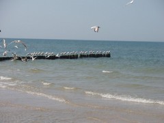 mewy nad morzem