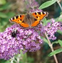 MOTYL
