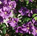 KLEMATIS