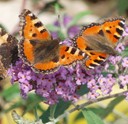 motyl